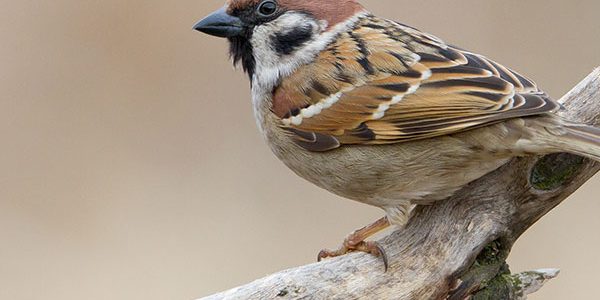 actualité Fondation rovaltain