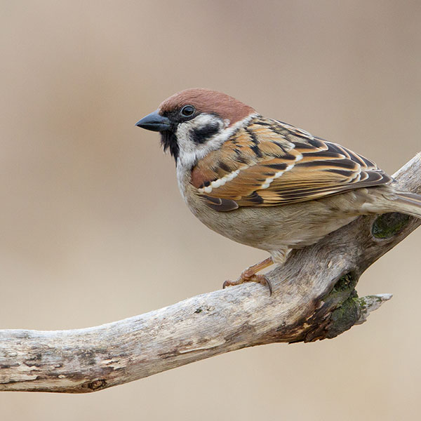 actualité Fondation rovaltain actualité Fondation rovaltain