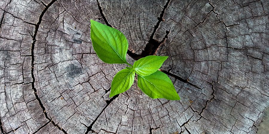 jeudi-nature-innovations jeudi-nature-innovations